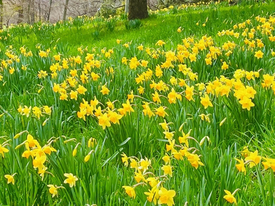 IMG_7456.jpg?type=w966