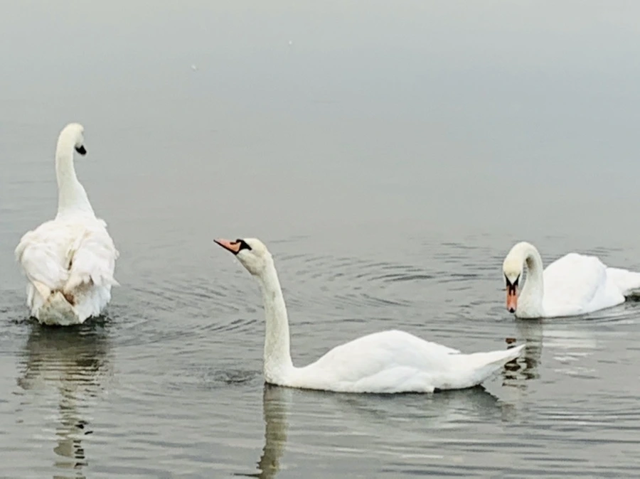 IMG_0315.jpg?type=w966