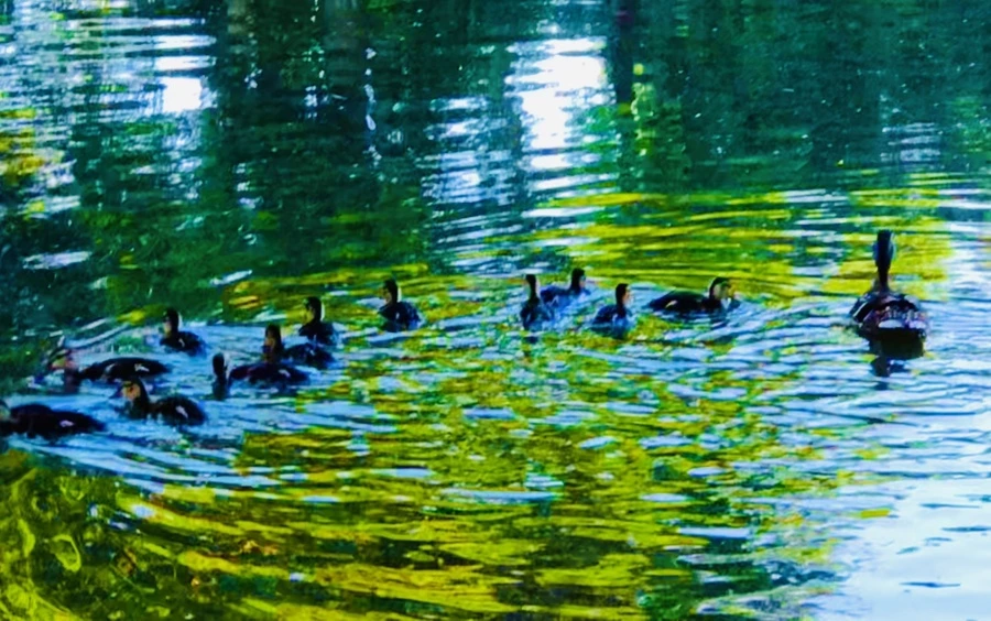 IMG_2585.jpg?type=w966