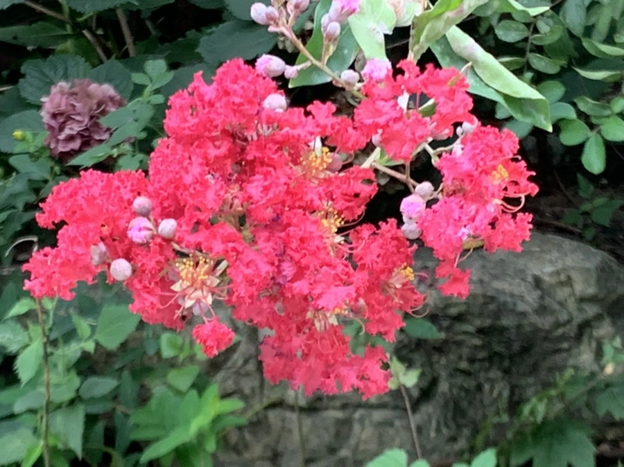 IMG_6076.jpg?type=w966