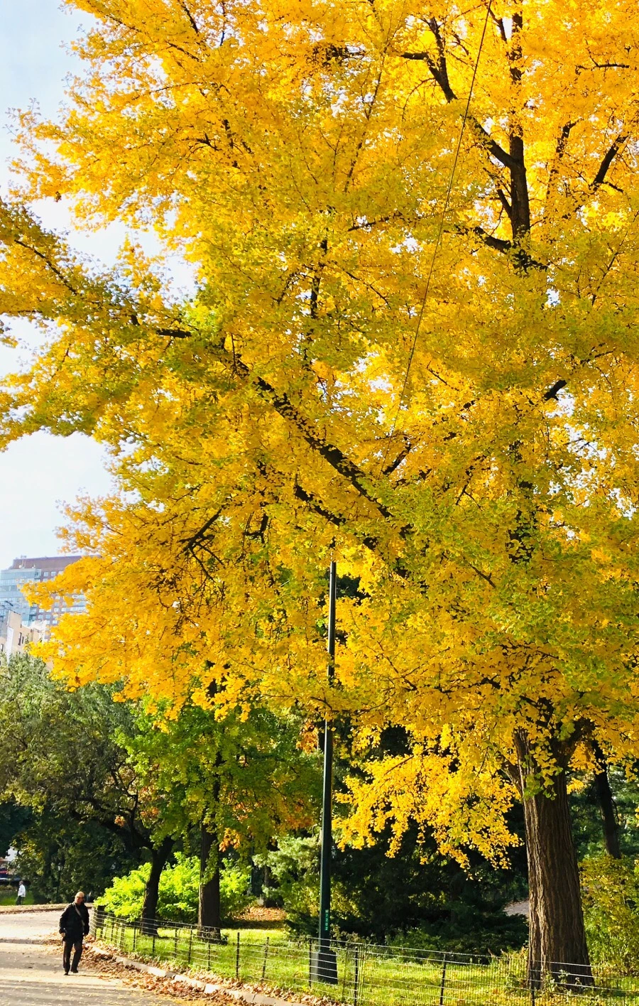 IMG_7539.jpg?type=w966