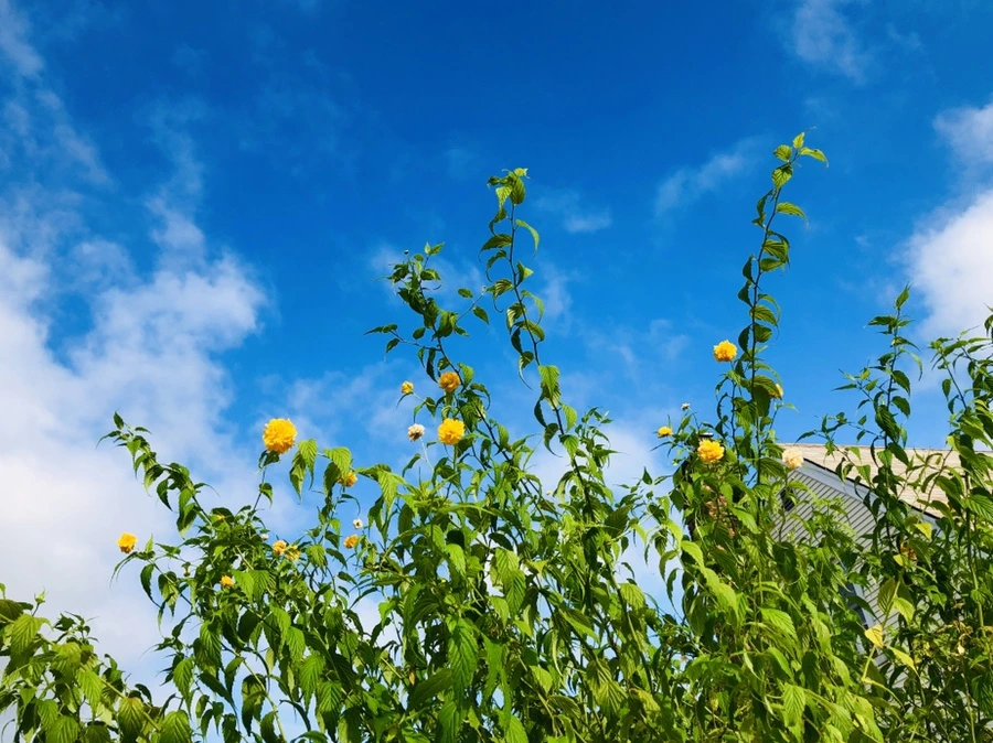 IMG_2967.jpg?type=w966