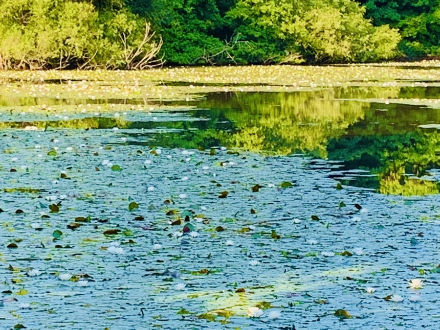 IMG_1919.jpg?type=w966