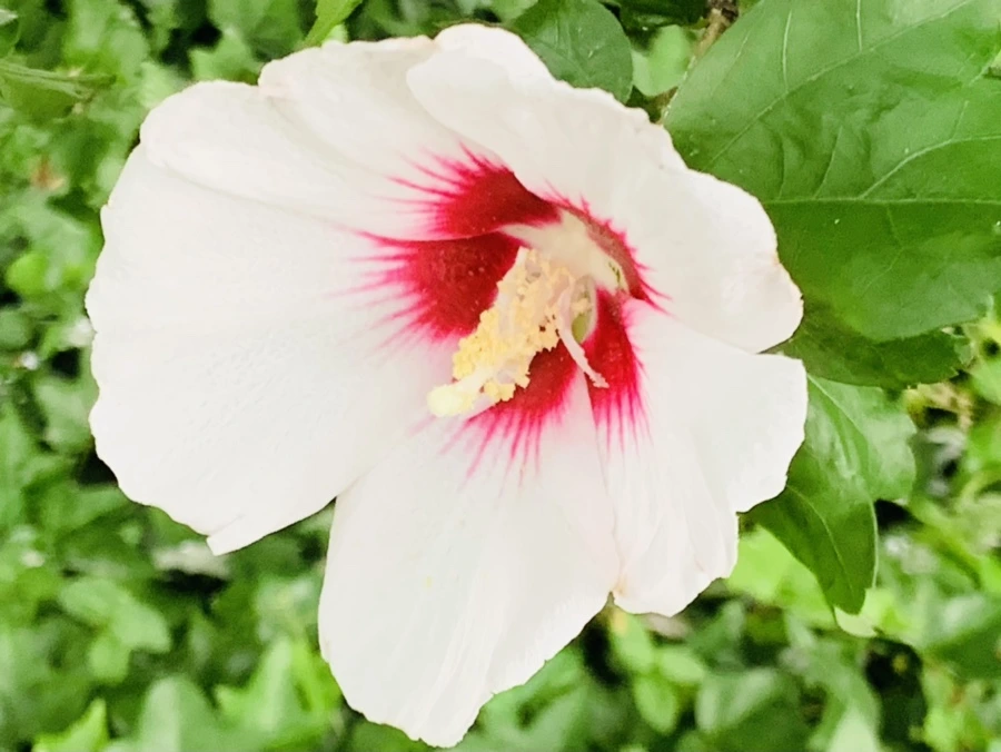 IMG_8781.jpg?type=w966