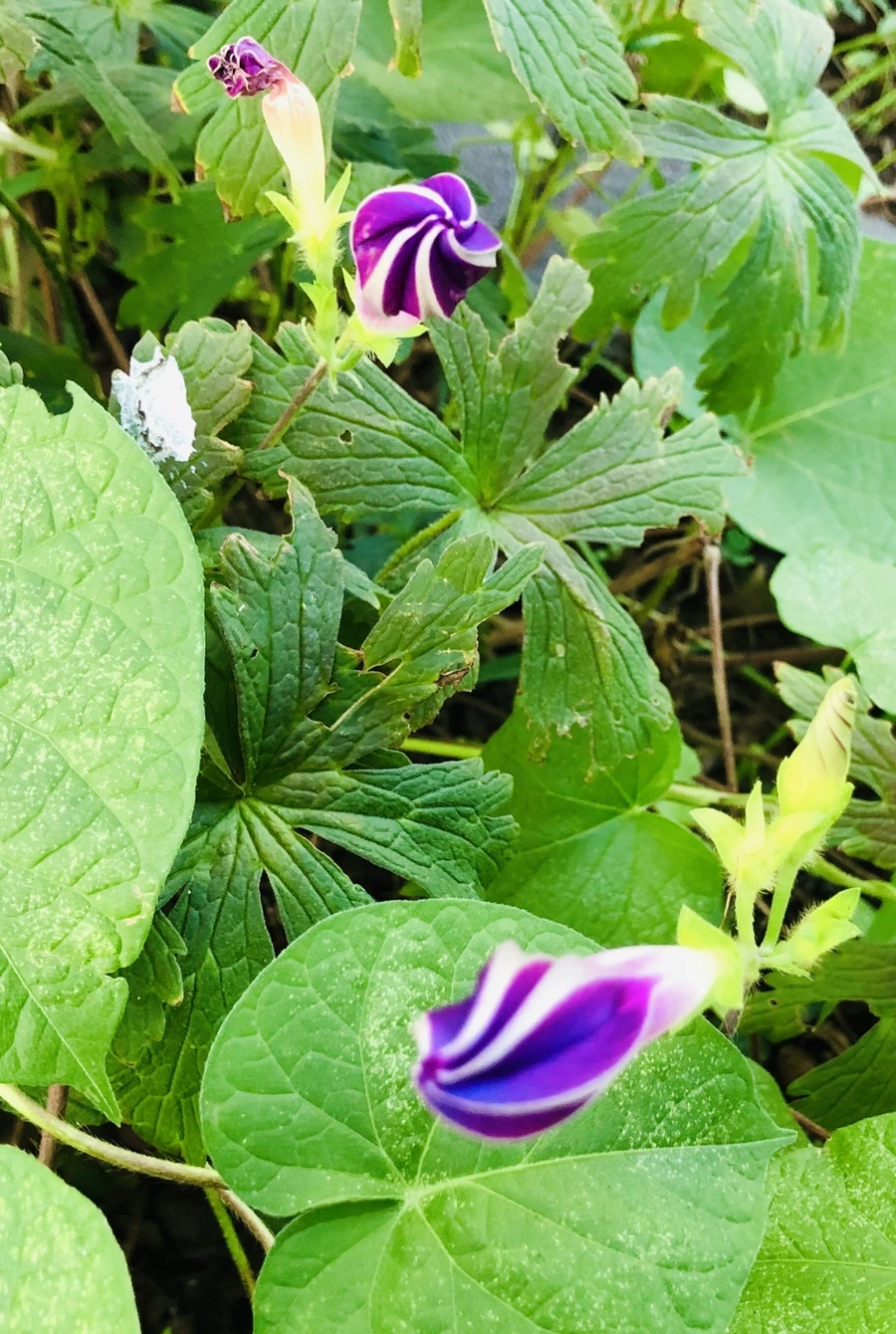 IMG_4666.jpg?type=w966