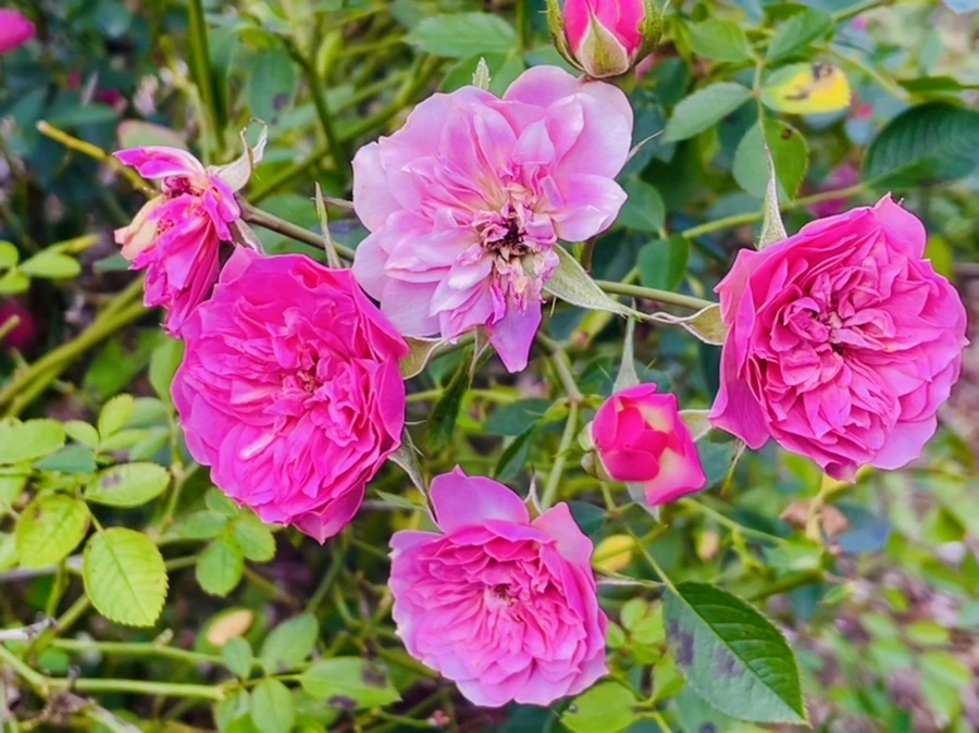 IMG_0155.jpg?type=w966