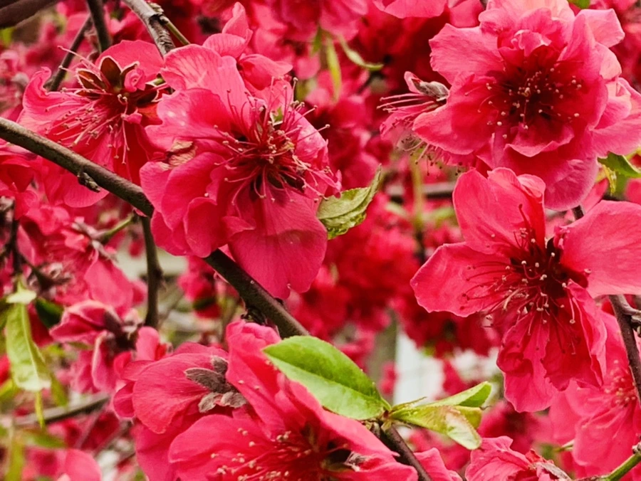 IMG_7976.jpg?type=w966