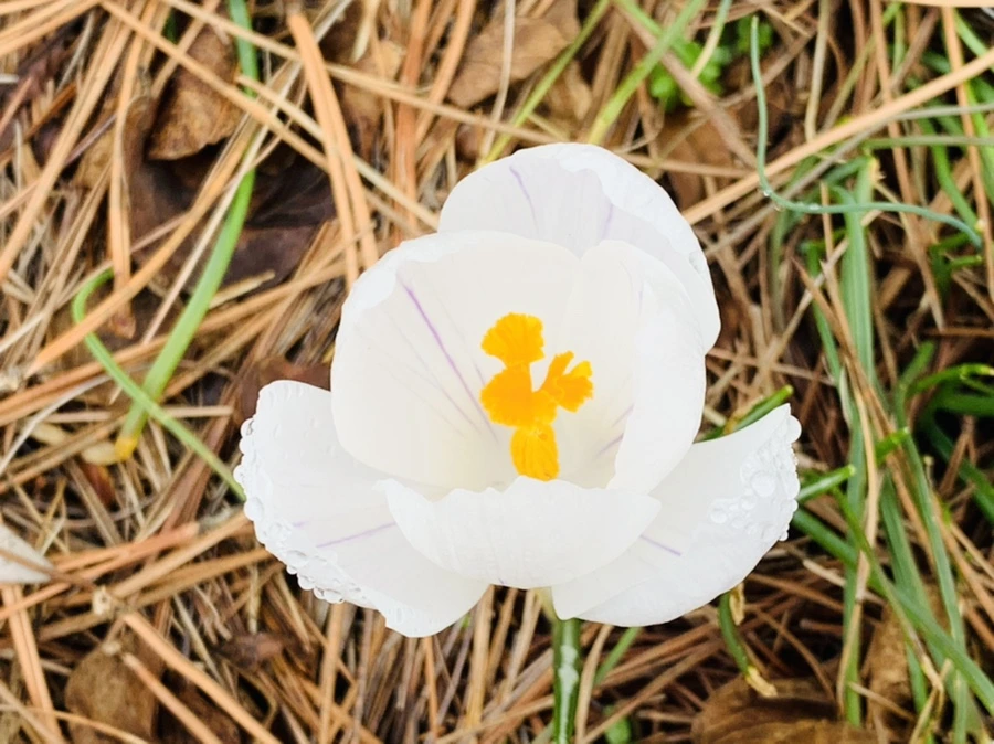 IMG_3787.jpg?type=w966