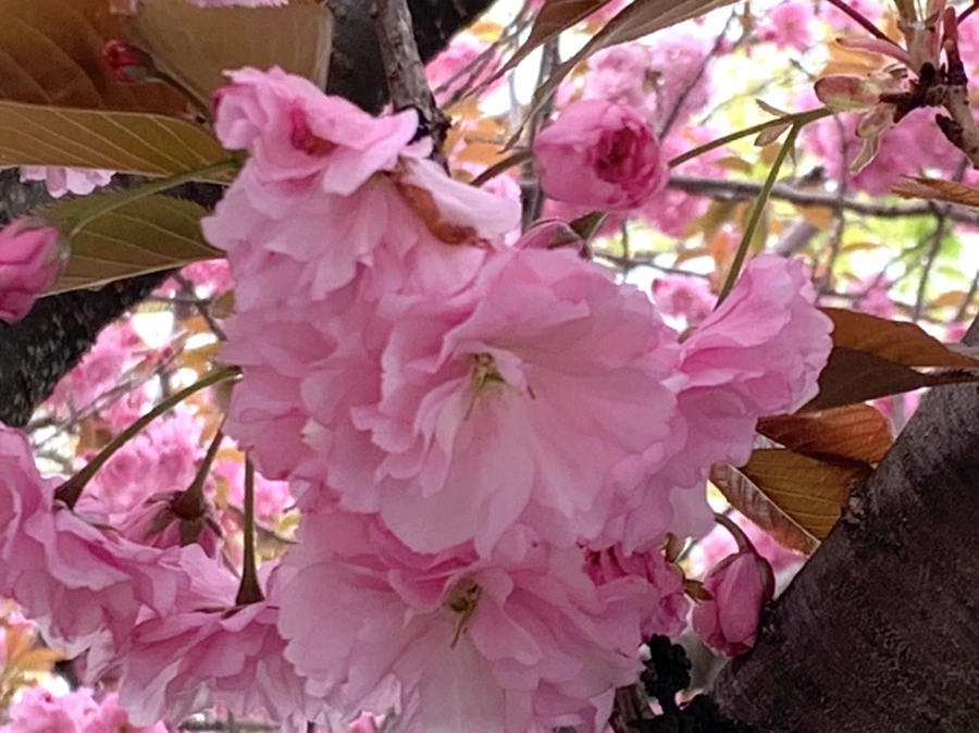 IMG_5492.jpg?type=w966