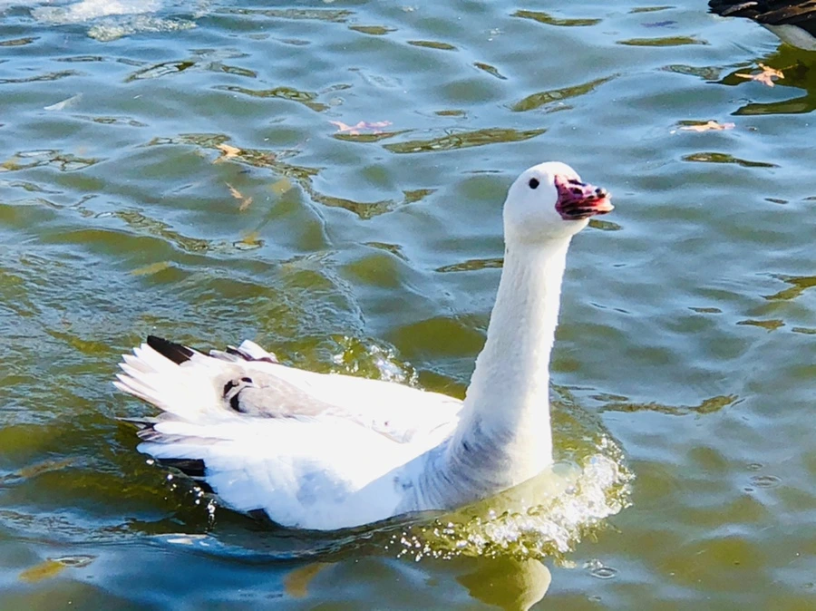 IMG_5397.jpg?type=w966