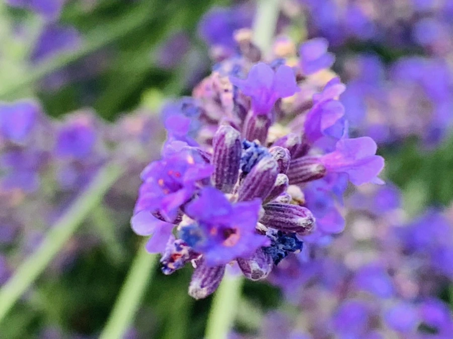 IMG_0874.jpg?type=w966