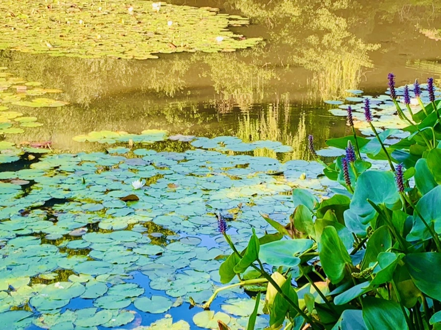 IMG_4270.jpg?type=w966