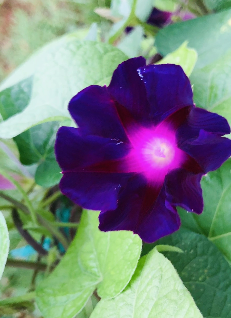 IMG_4303.jpg?type=w966