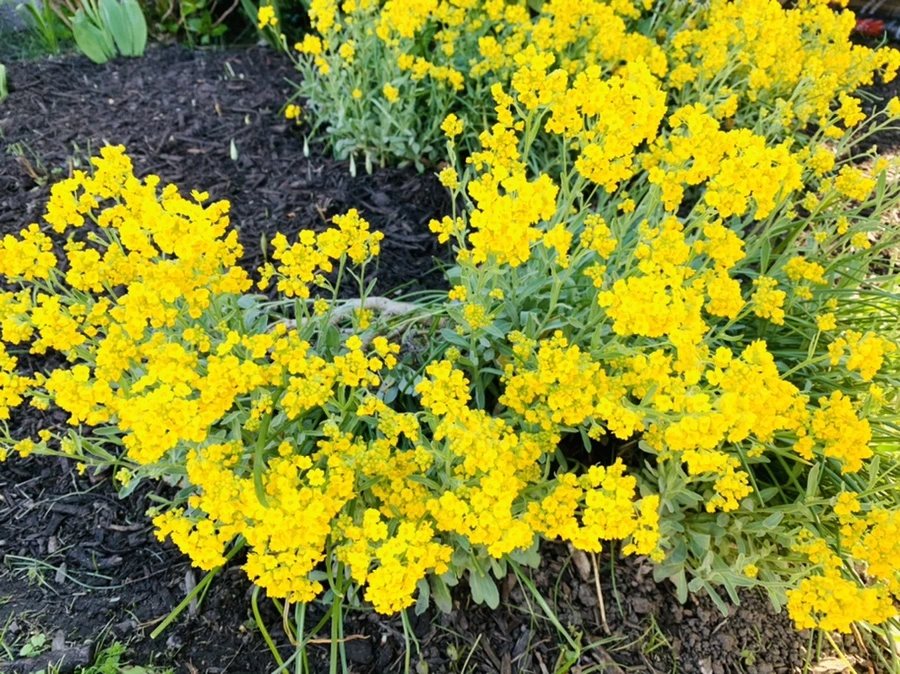 IMG_4153.jpg?type=w966