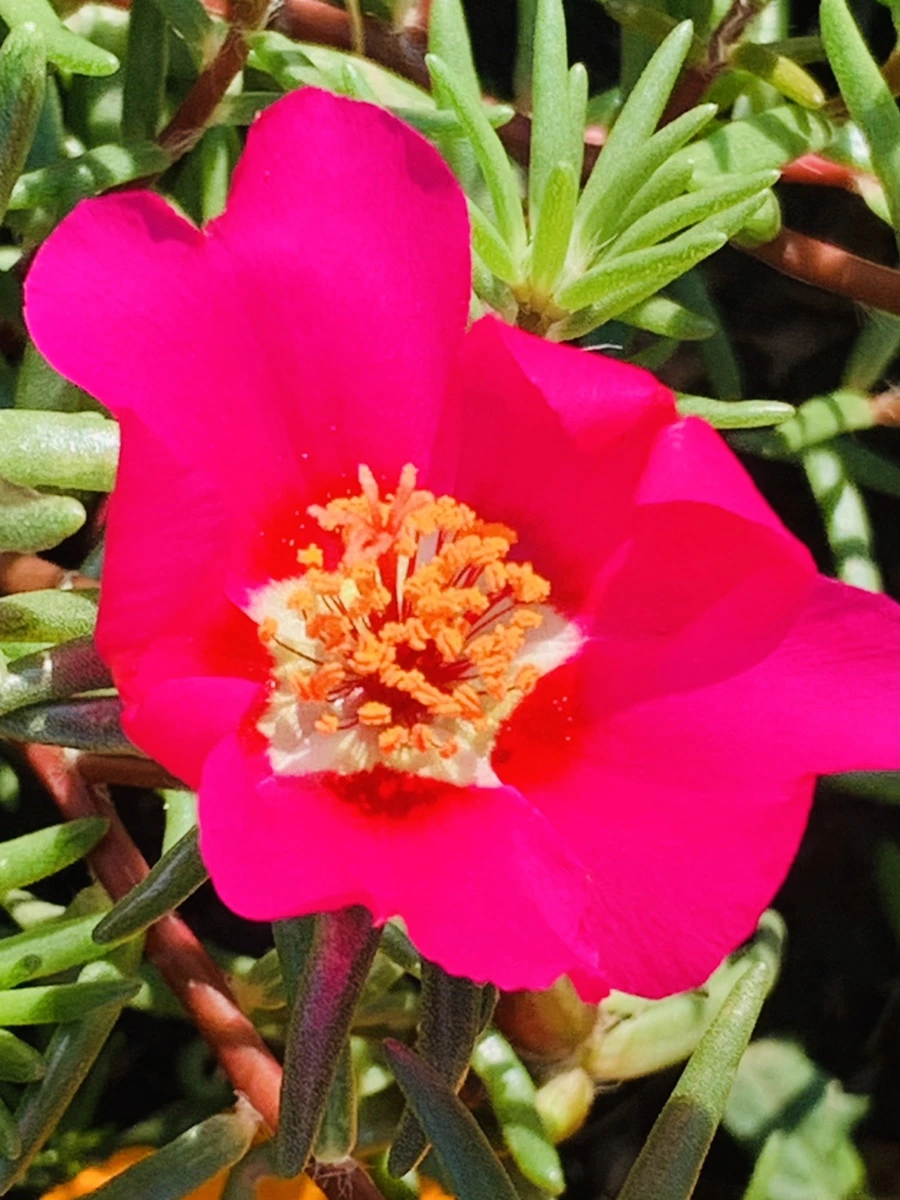 IMG_8386.jpg?type=w966