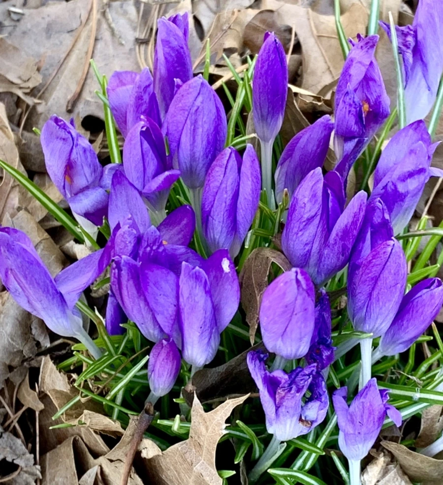 IMG_1499.jpg?type=w966