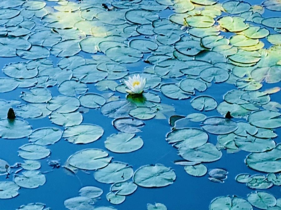 IMG_4306.jpg?type=w966