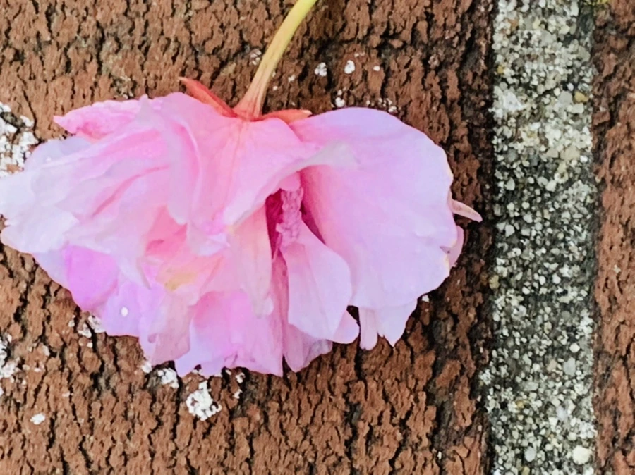 IMG_7201.jpg?type=w966