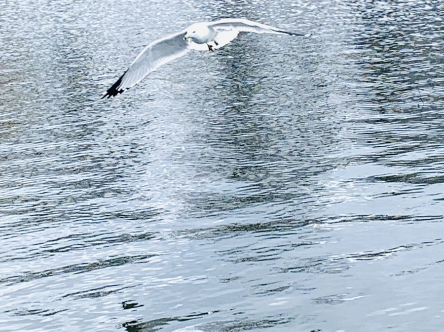 IMG_7425.jpg?type=w966