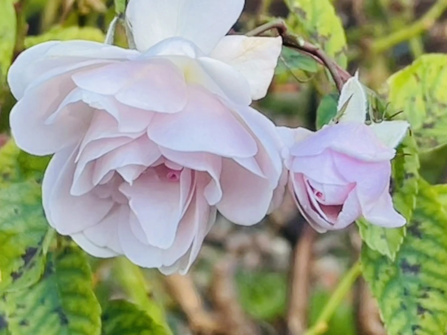 IMG_6039.jpg?type=w966