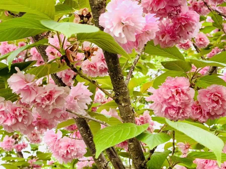 IMG_8994.jpg?type=w966