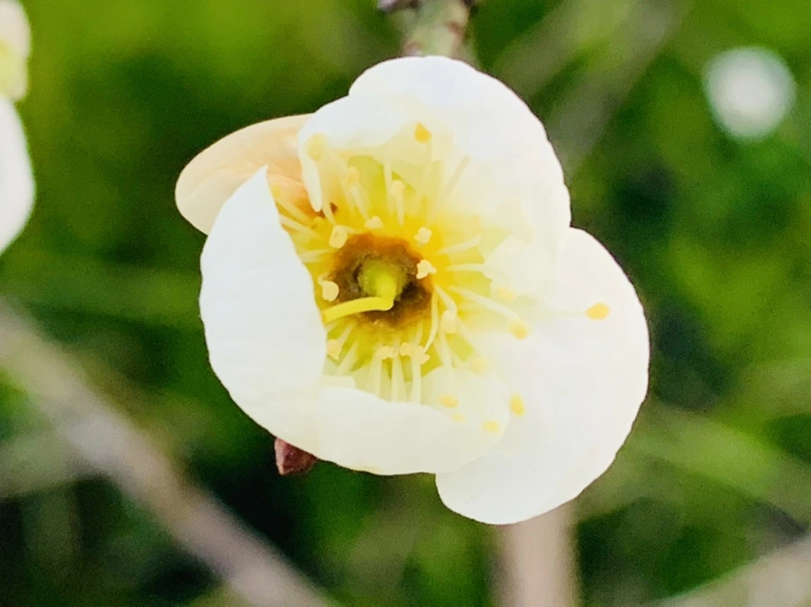 IMG_2368.jpg?type=w966