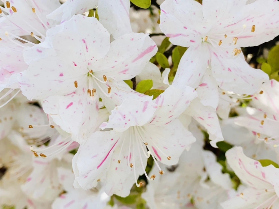 IMG_1070.jpg?type=w966