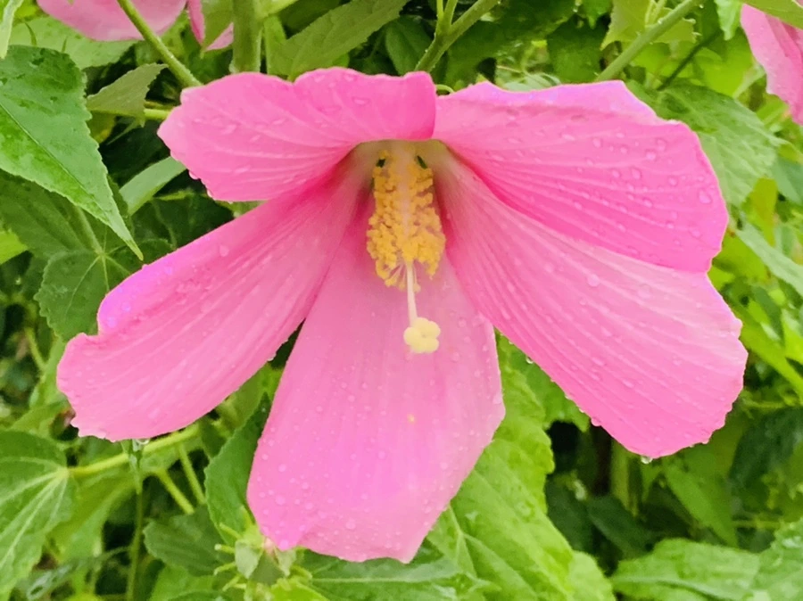 IMG_0783.jpg?type=w966