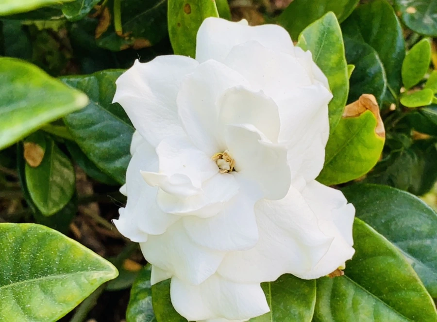 IMG_5644.jpg?type=w966