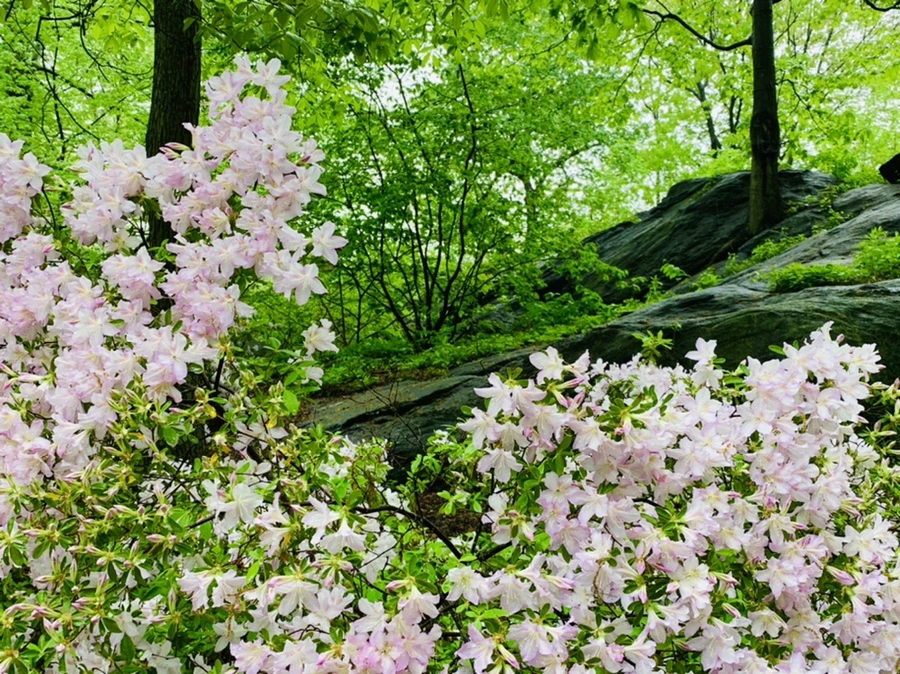 IMG_0305.jpg?type=w966