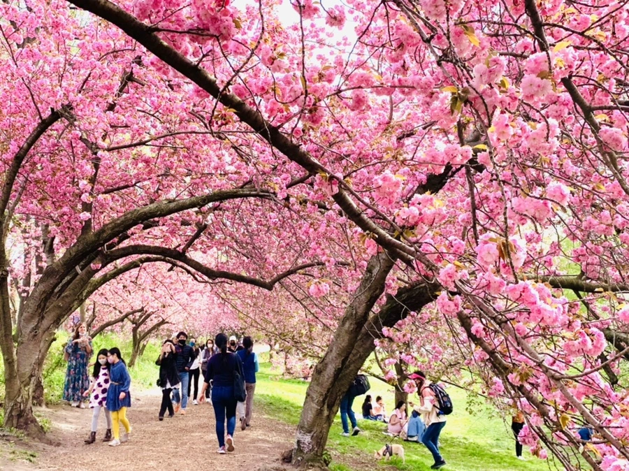 IMG_5199.jpg?type=w966