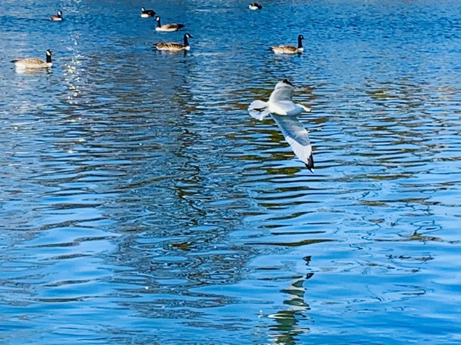 IMG_9071.jpg?type=w966