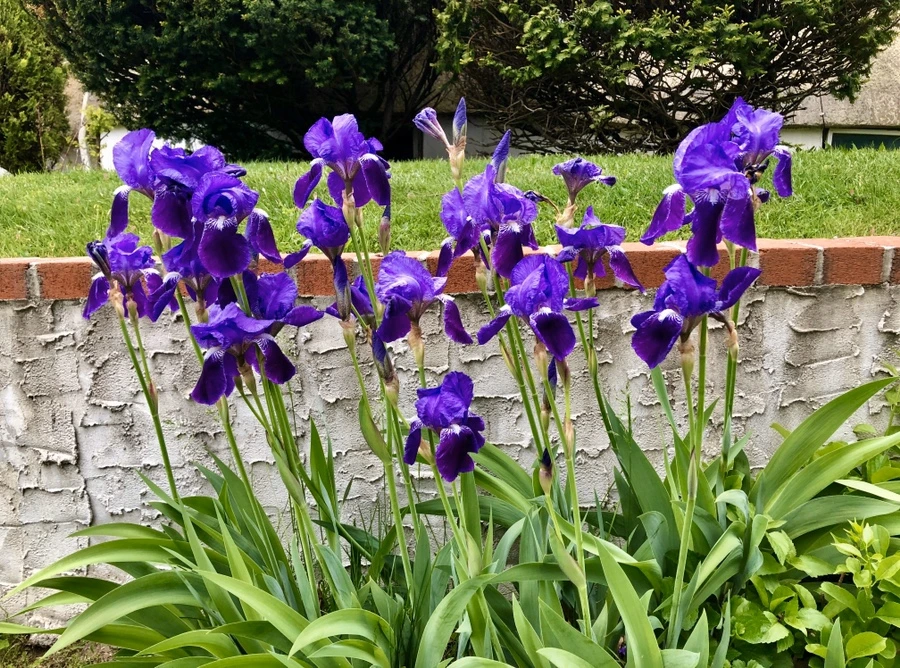 IMG_7265.jpg?type=w966