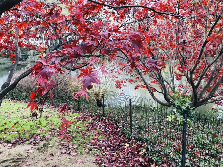 IMG_5340.jpg?type=w966