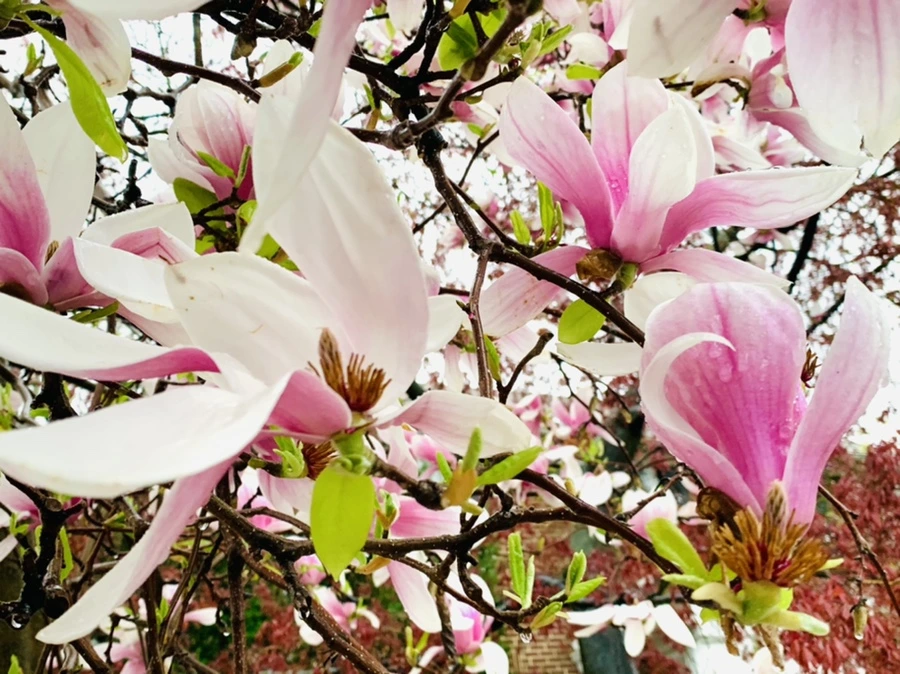 IMG_2368.jpg?type=w966