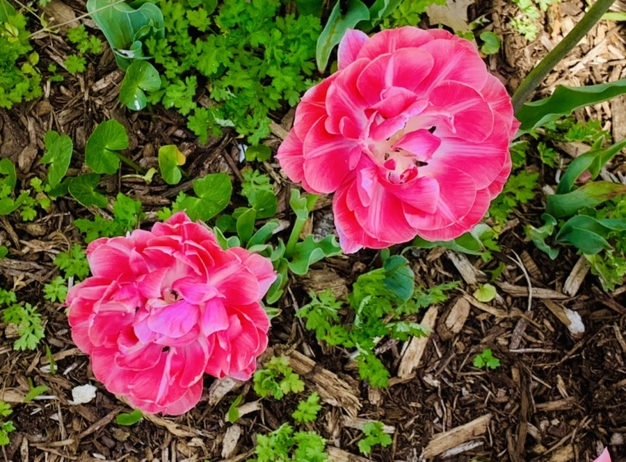 IMG_6900.jpg?type=w966