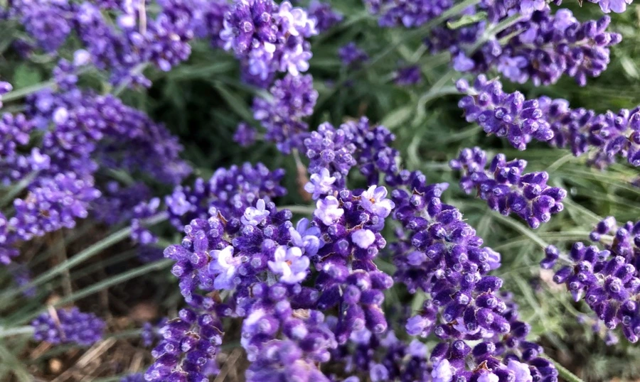 IMG_8514.jpg?type=w966