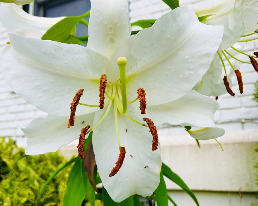 IMG_4173.jpg?type=w966