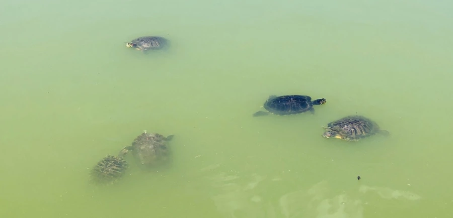 IMG_5734.jpg?type=w966