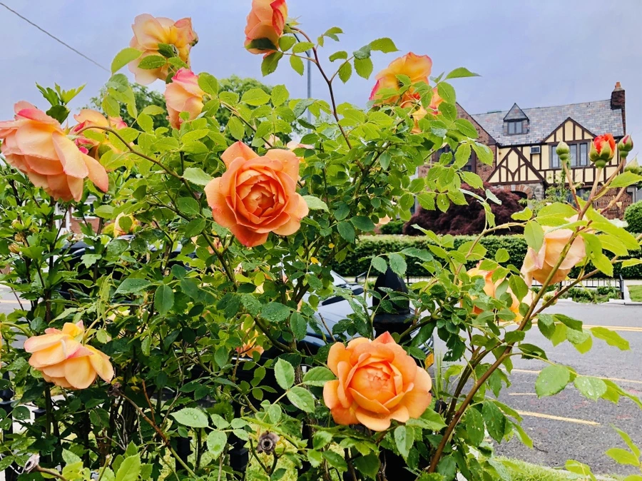 IMG_7513.jpg?type=w966