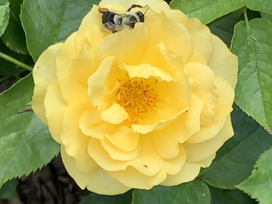 IMG_5450.jpg?type=w966