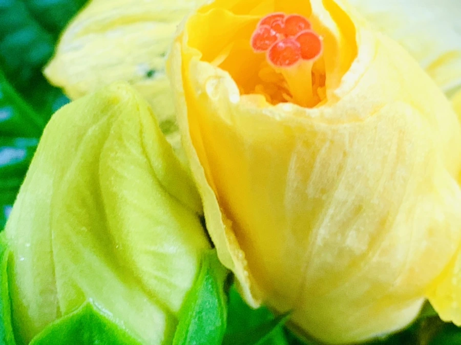 IMG_0238.jpg?type=w966