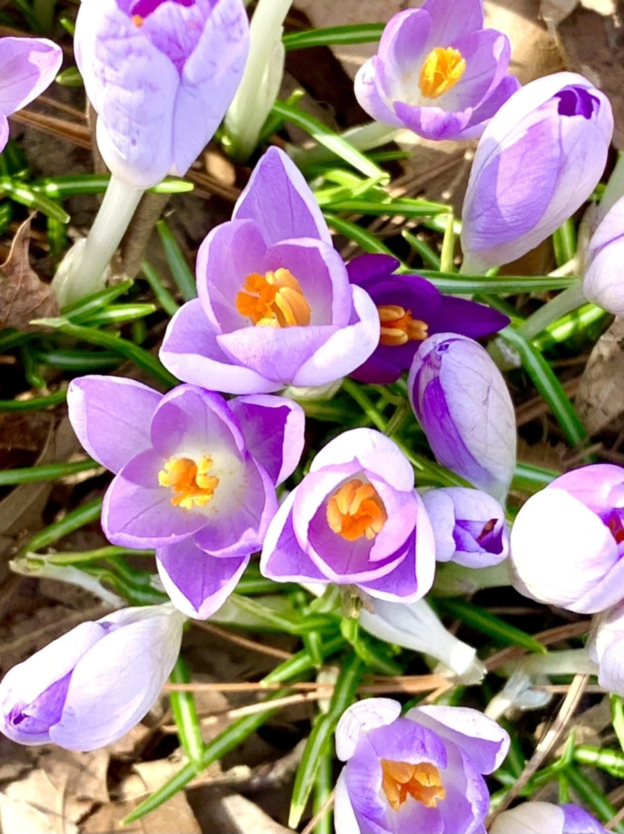 1VCB5EAE5wcPsPZN46pfD6ozn5U