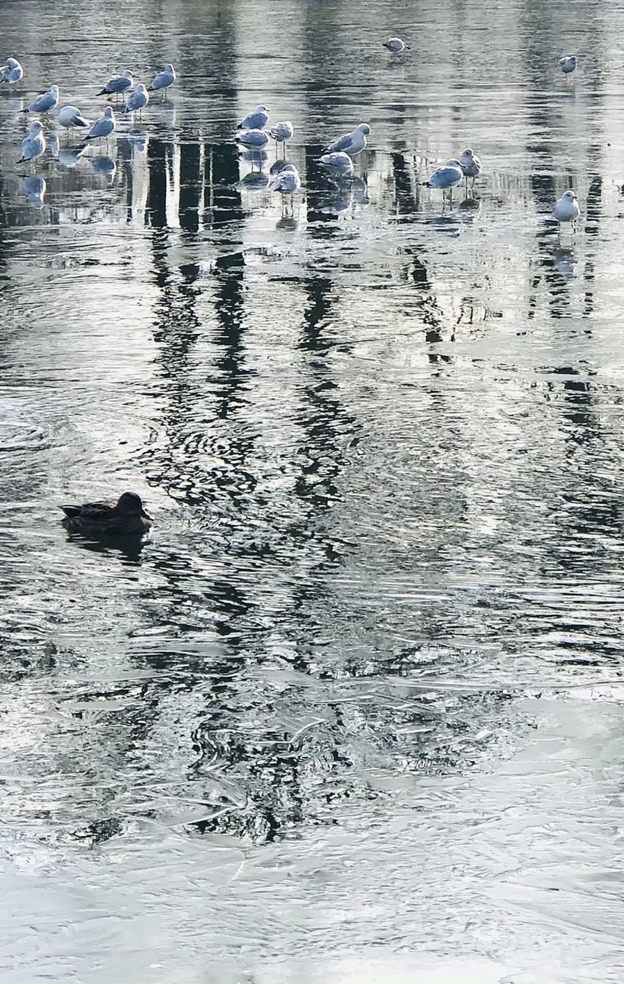 IMG_8463.jpg?type=w966