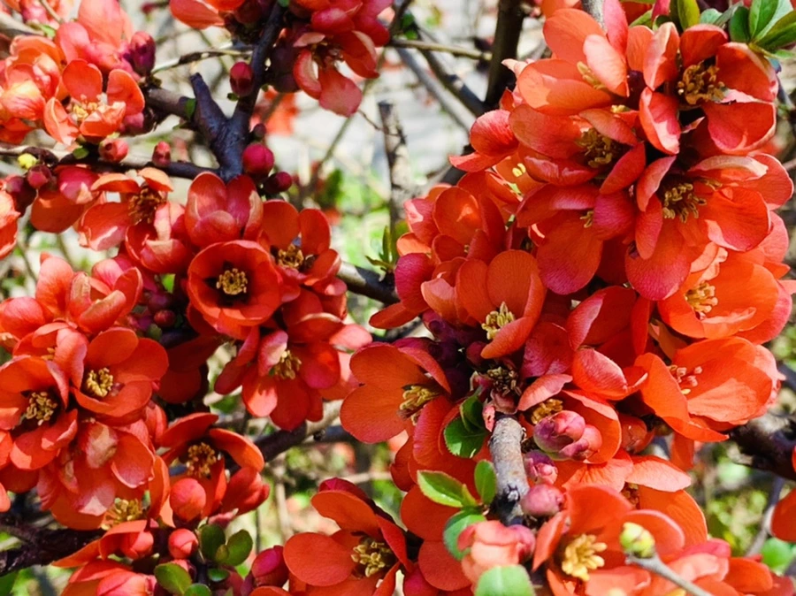 IMG_8524.jpg?type=w966