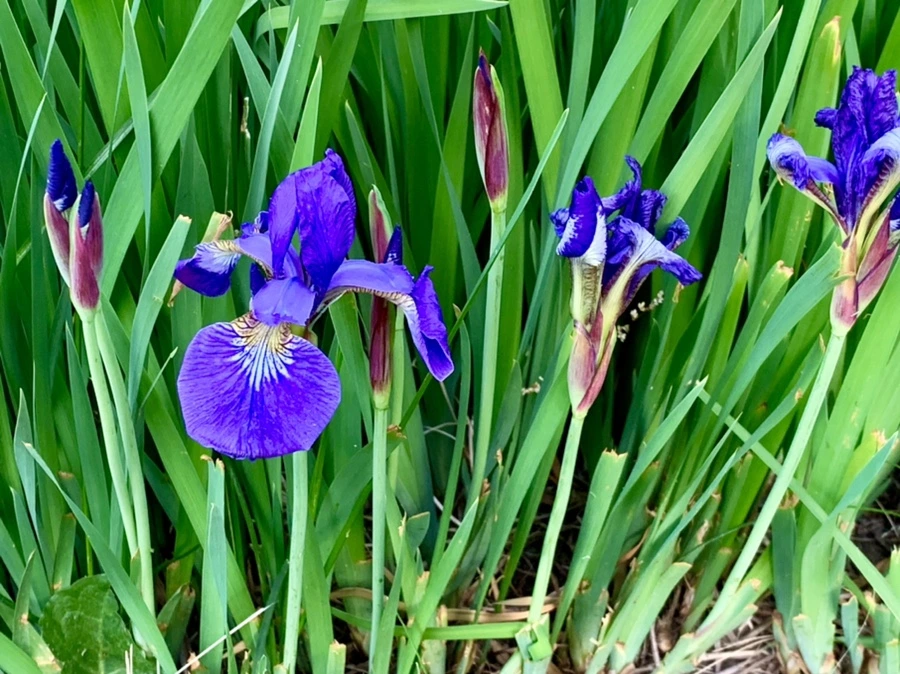 IMG_3233.jpg?type=w966