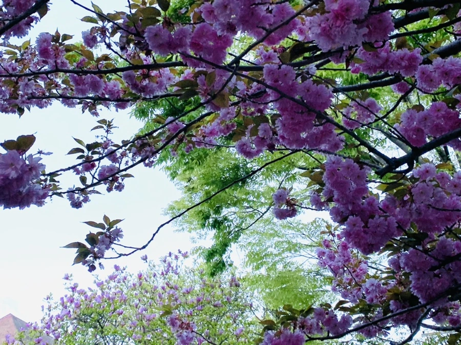 IMG_7513.jpg?type=w966