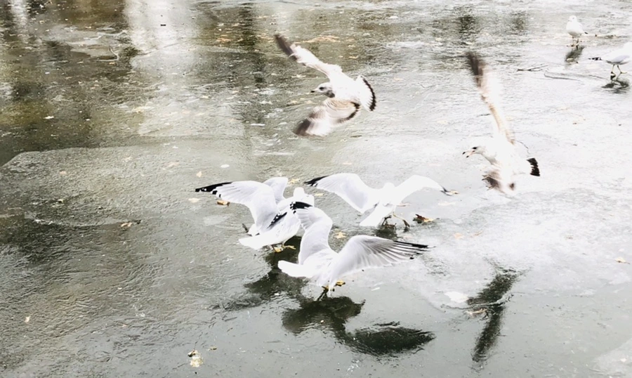 IMG_8257.jpg?type=w966