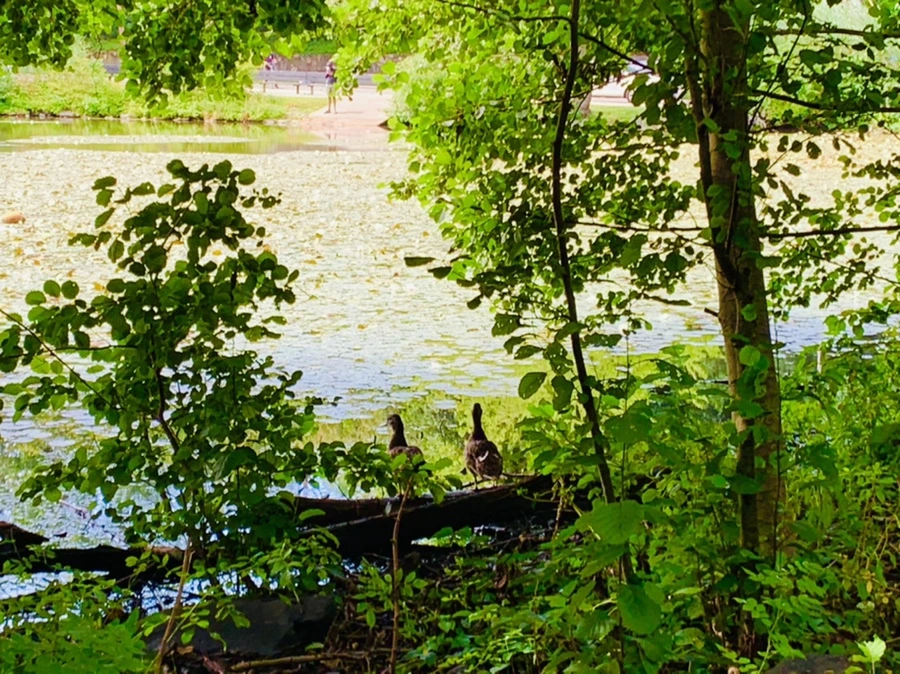 IMG_9315.jpg?type=w966