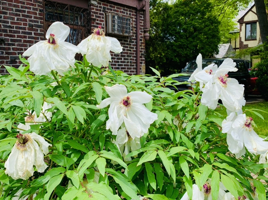 IMG_0670.jpg?type=w966